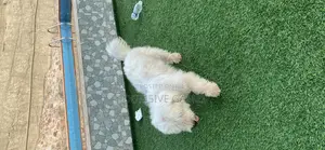 1+ year Male Purebred Maltese