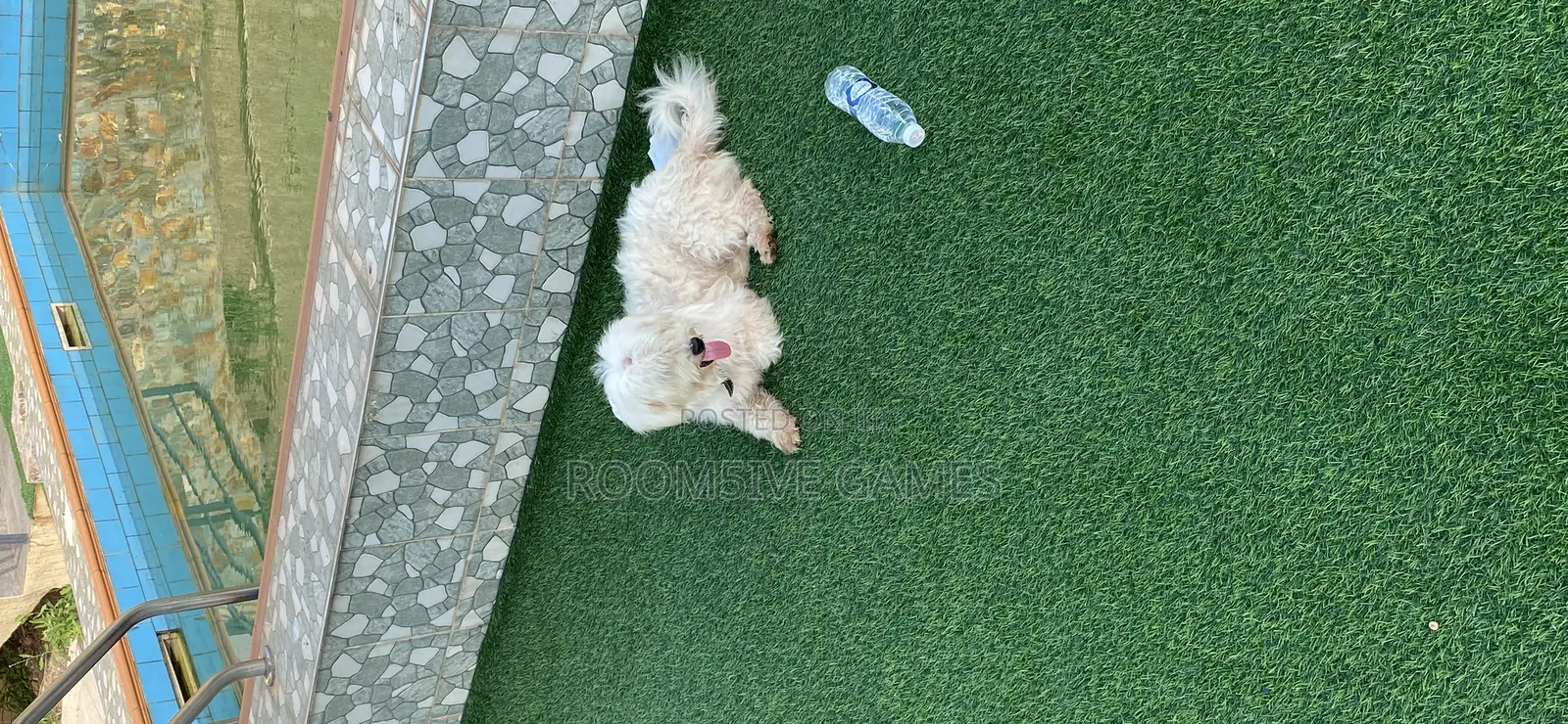 1+ year Male Purebred Maltese