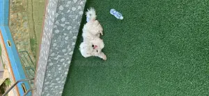 1+ year Male Purebred Maltese