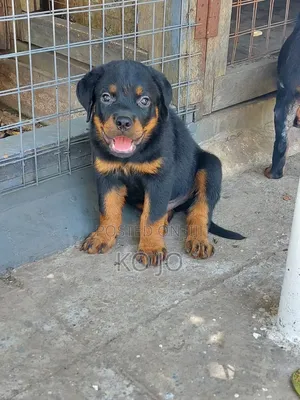 1-3 months Female Purebred Rottweiler