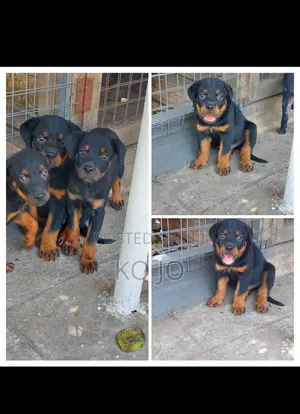 1-3 months Female Purebred Rottweiler