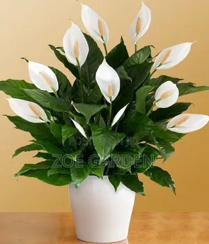 Peace Lilly