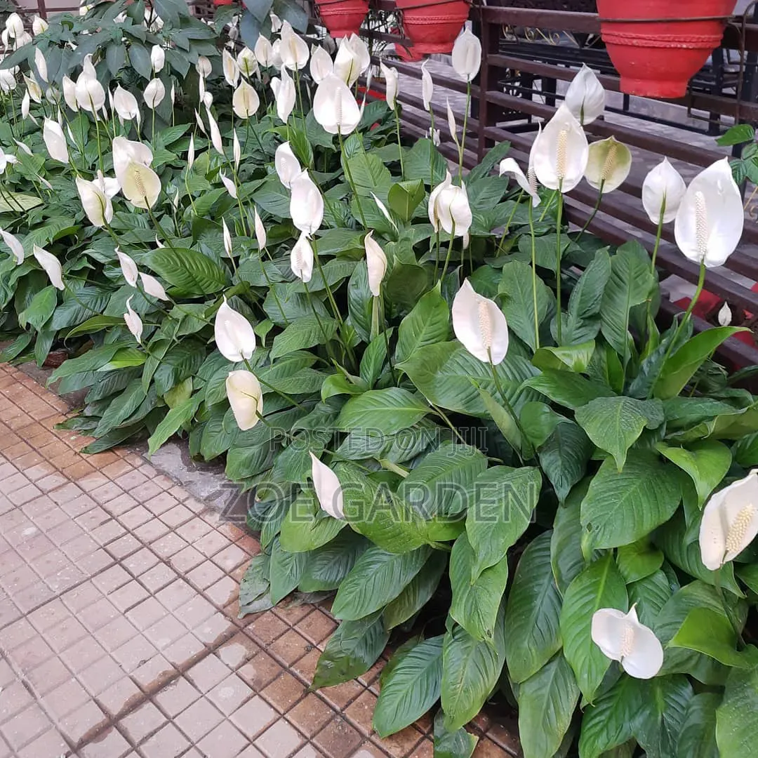 Peace Lilly