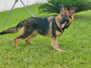 3-6 months Female Purebred German Shepherd