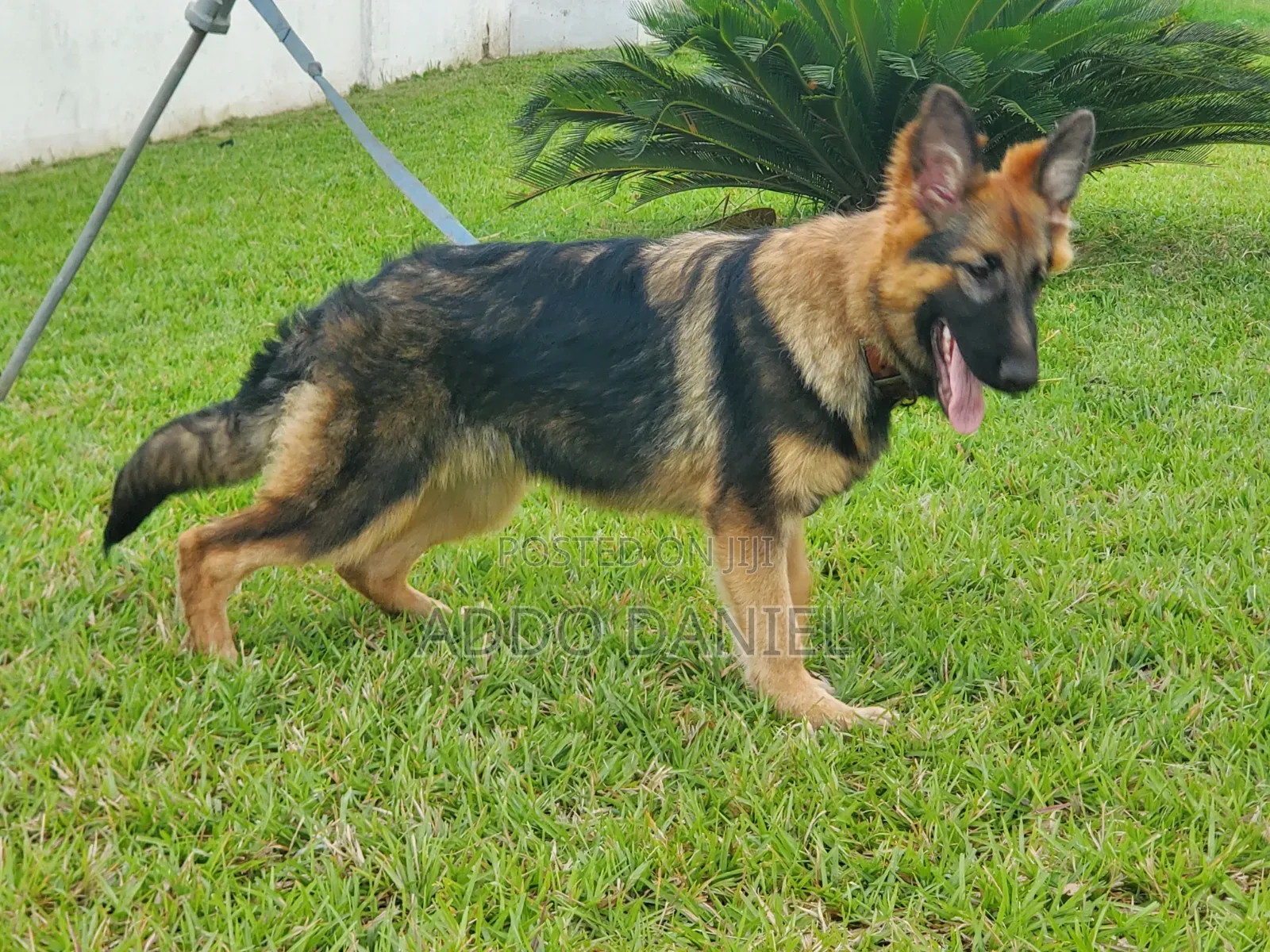 3-6 months Female Purebred German Shepherd