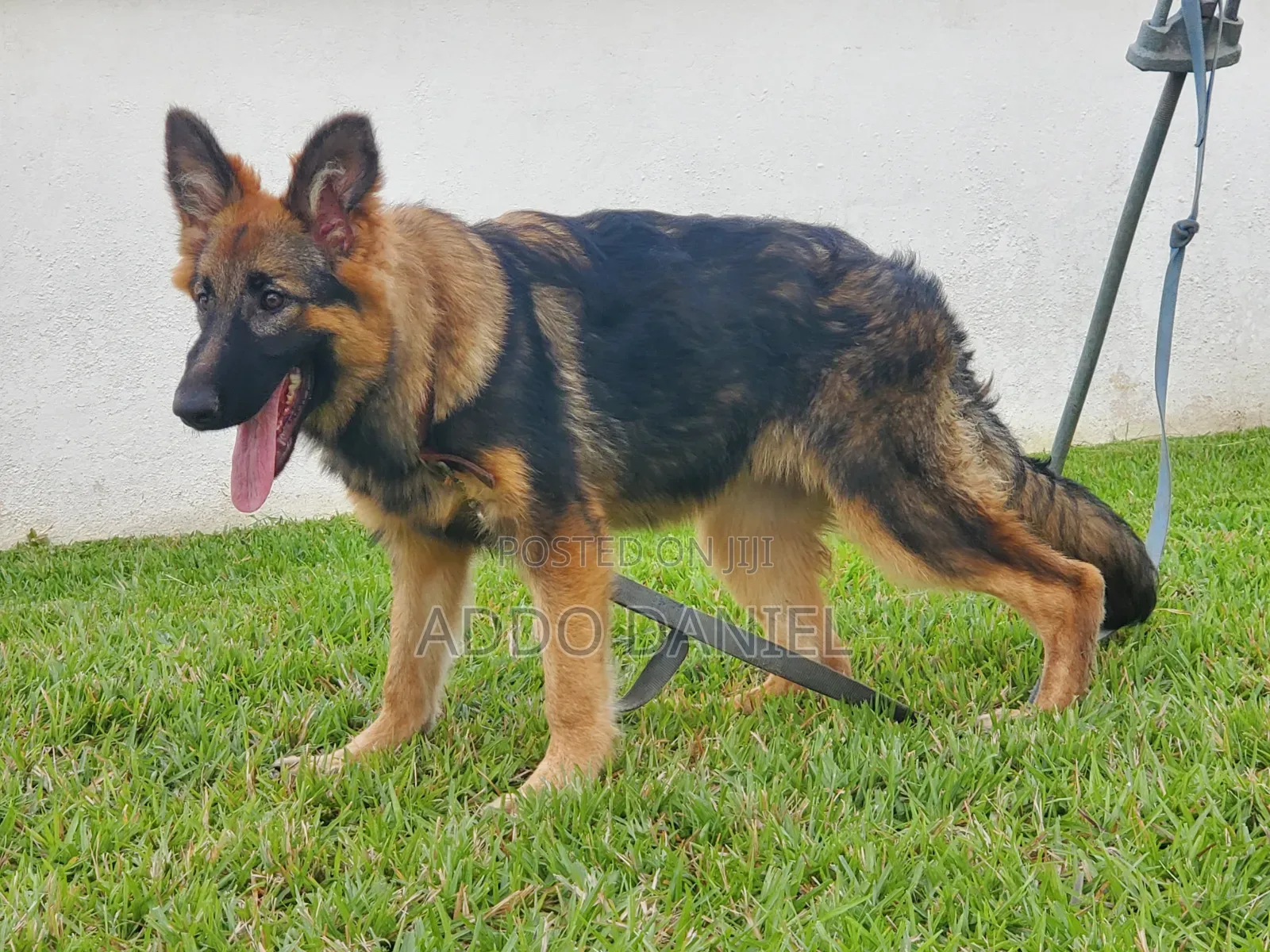 3-6 months Female Purebred German Shepherd