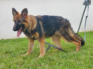 3-6 months Female Purebred German Shepherd