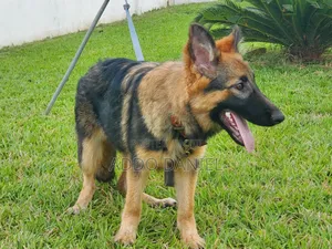 3-6 months Female Purebred German Shepherd
