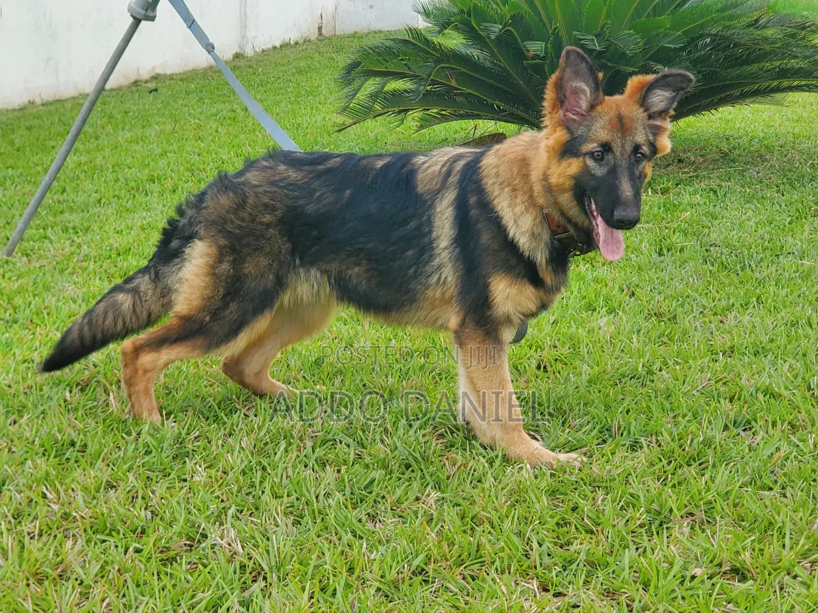 3-6 months Female Purebred German Shepherd