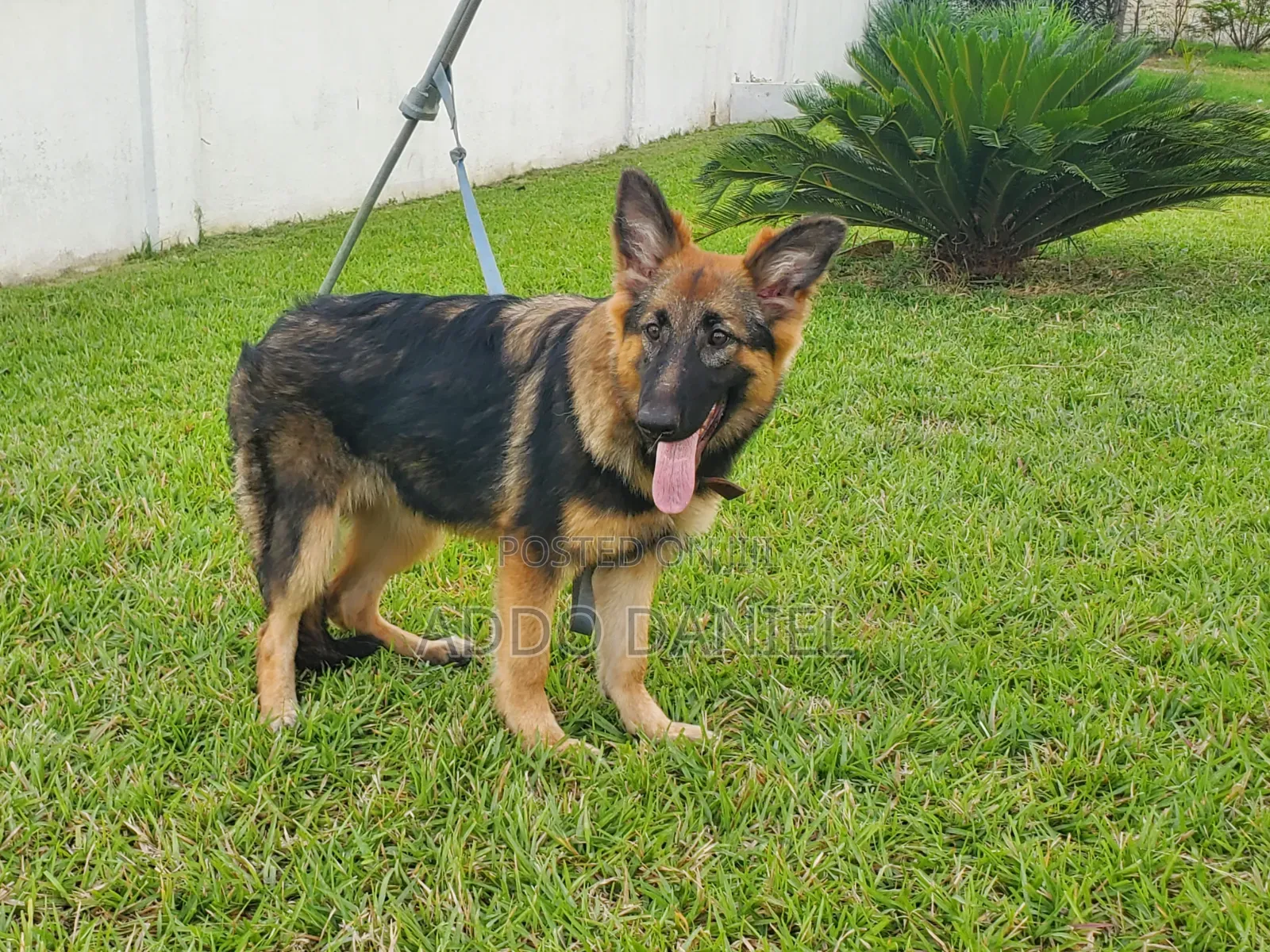 3-6 months Female Purebred German Shepherd