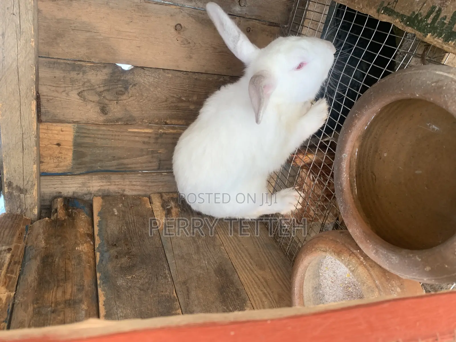 Healthy Quality Rabbits