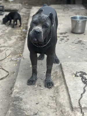 1+ year Male Purebred Cane Corso