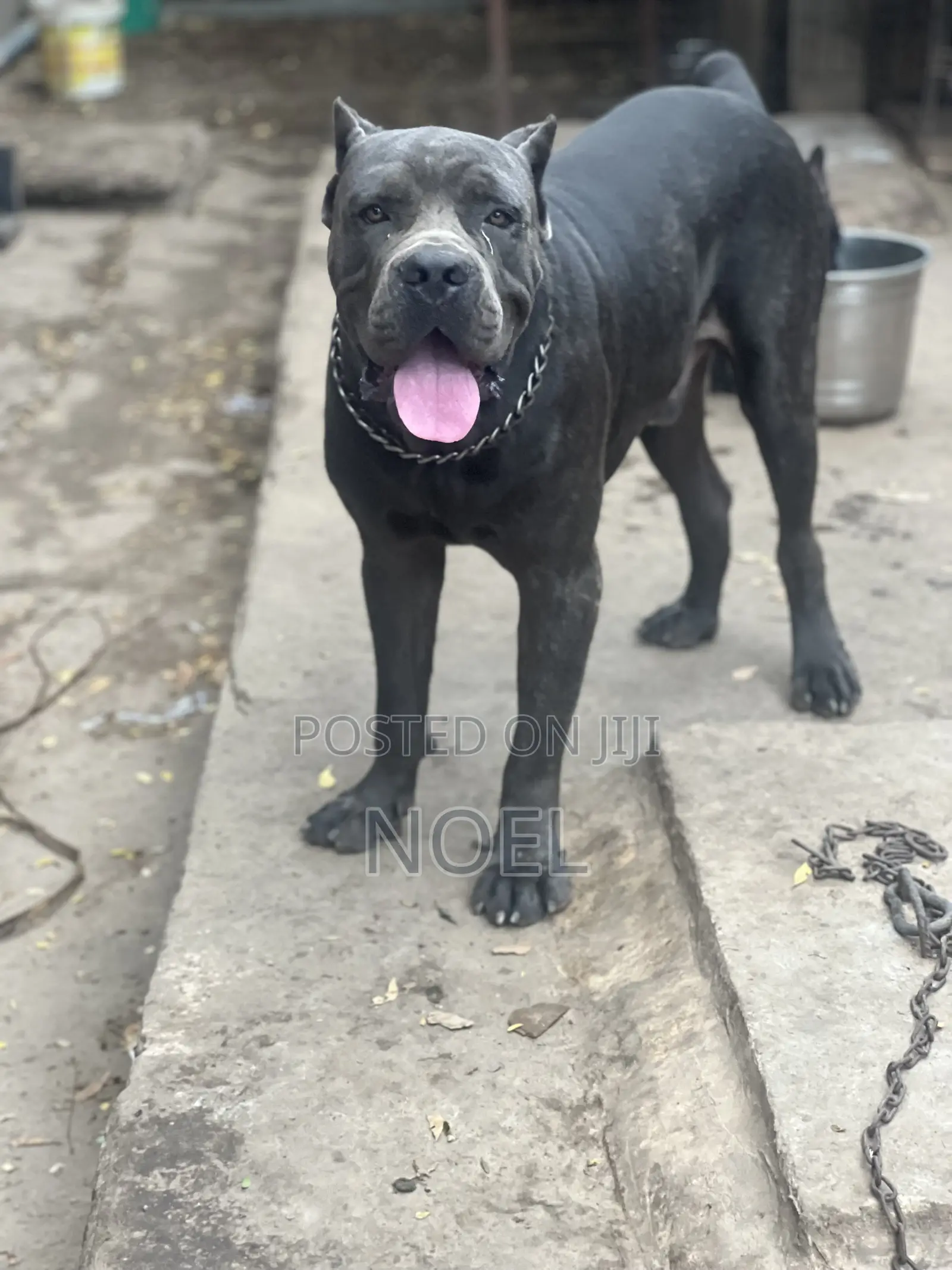 1+ year Male Purebred Cane Corso