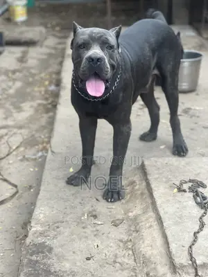 1+ year Male Purebred Cane Corso