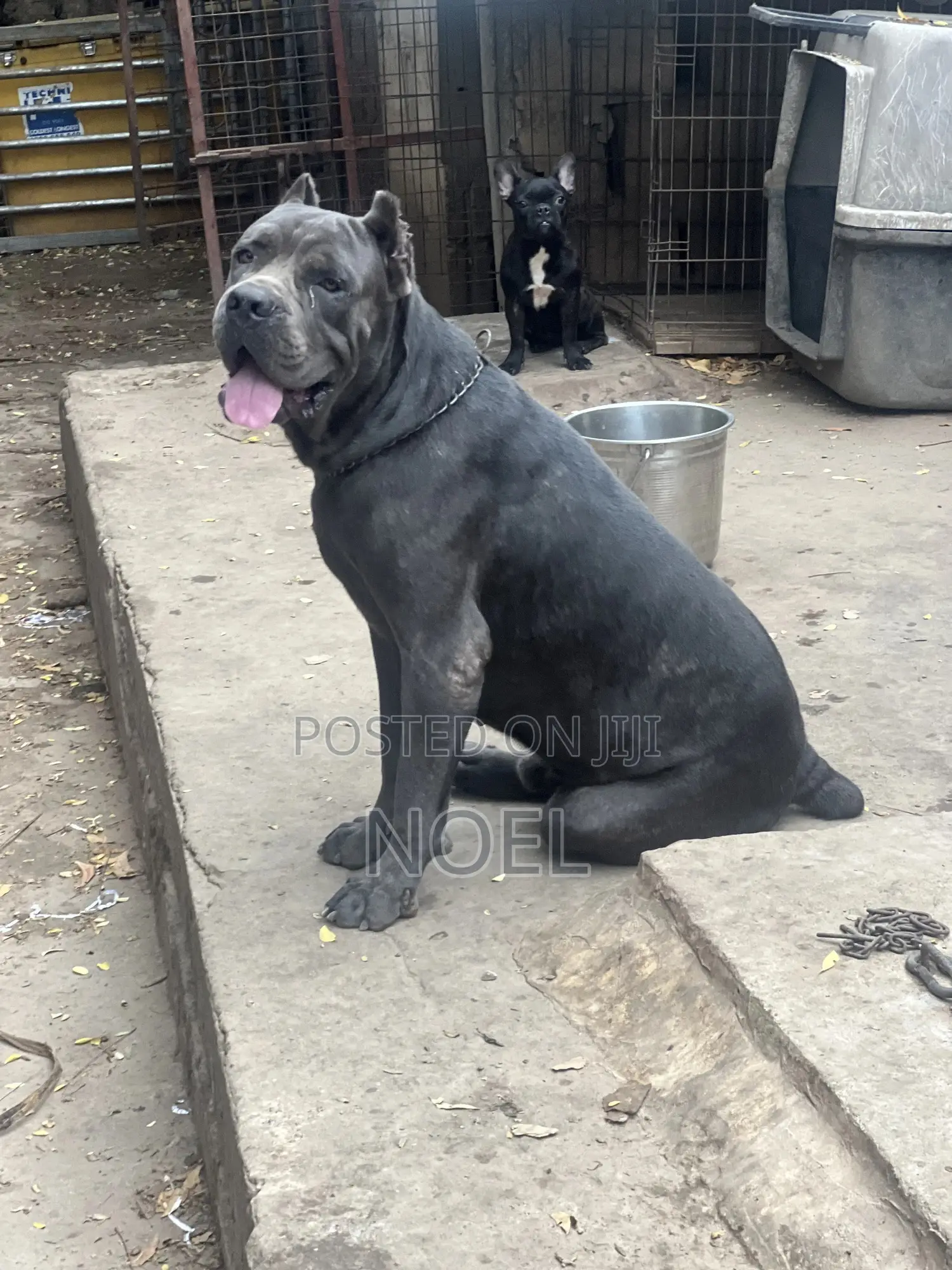 1+ year Male Purebred Cane Corso