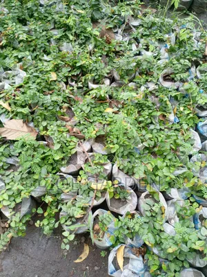 Wall Ficus- Focus Pumilia