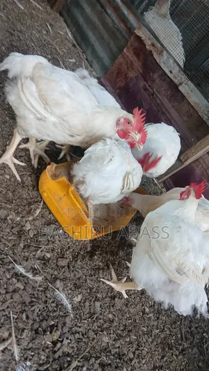 Backyard Farm