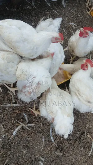 Backyard Farm