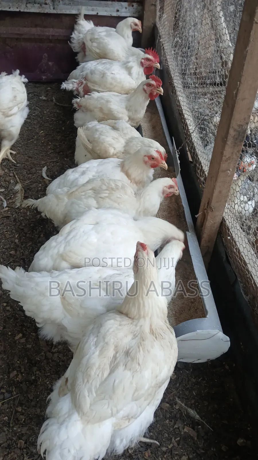 Backyard Farm
