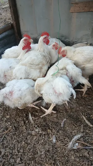 Backyard Farm