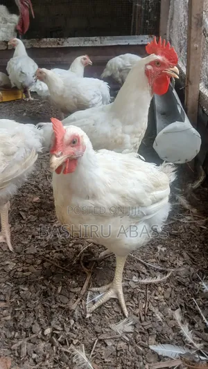 Backyard Farm
