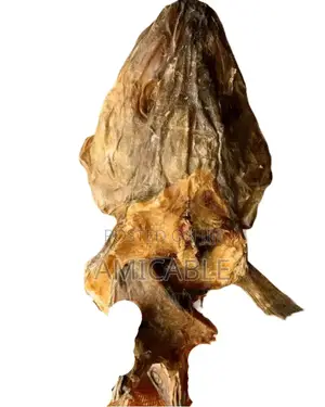 Stockfish Head