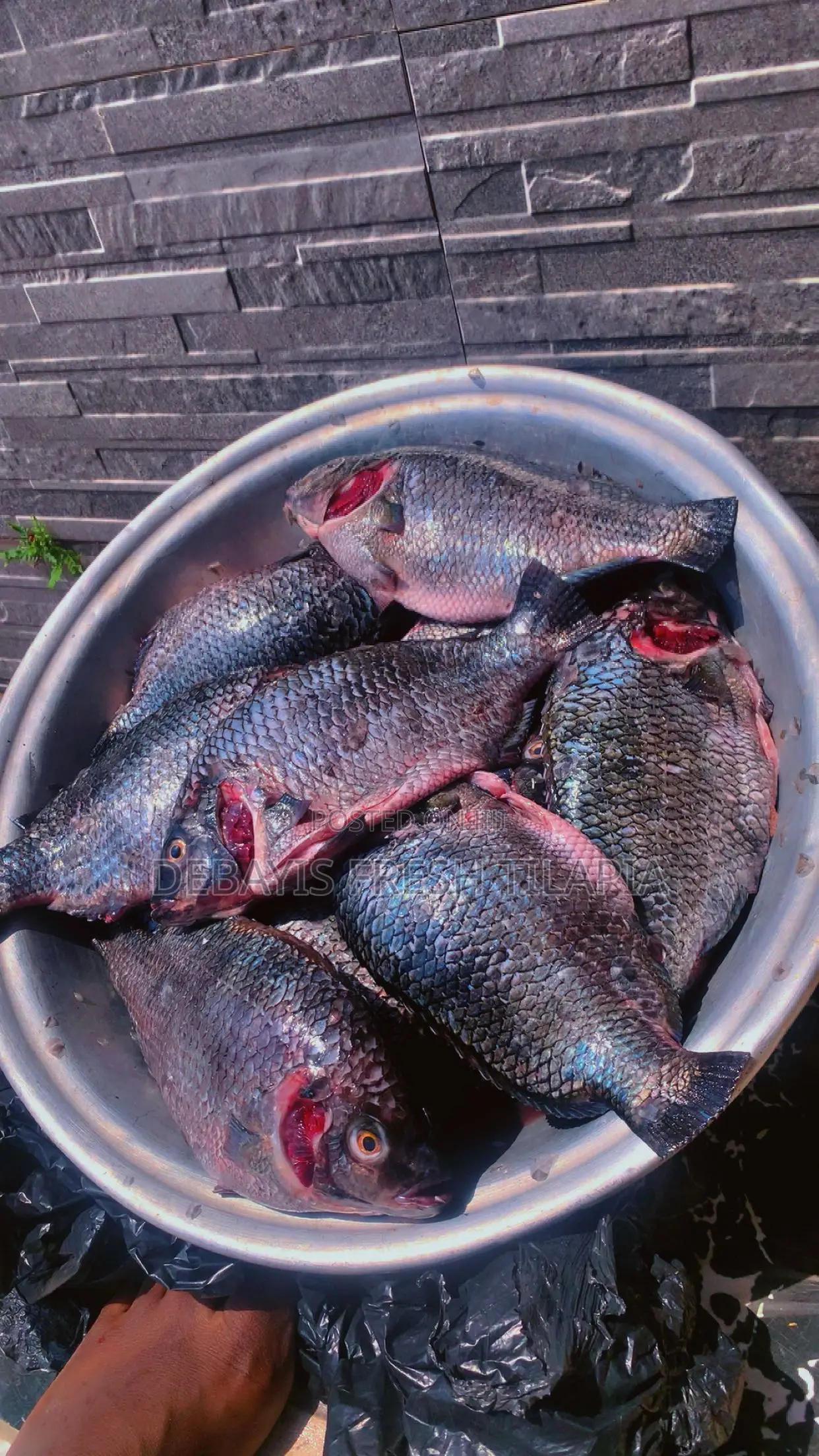 My Tilapia’S Freshness, Tastiness And Affordability Is 100% Assured.
