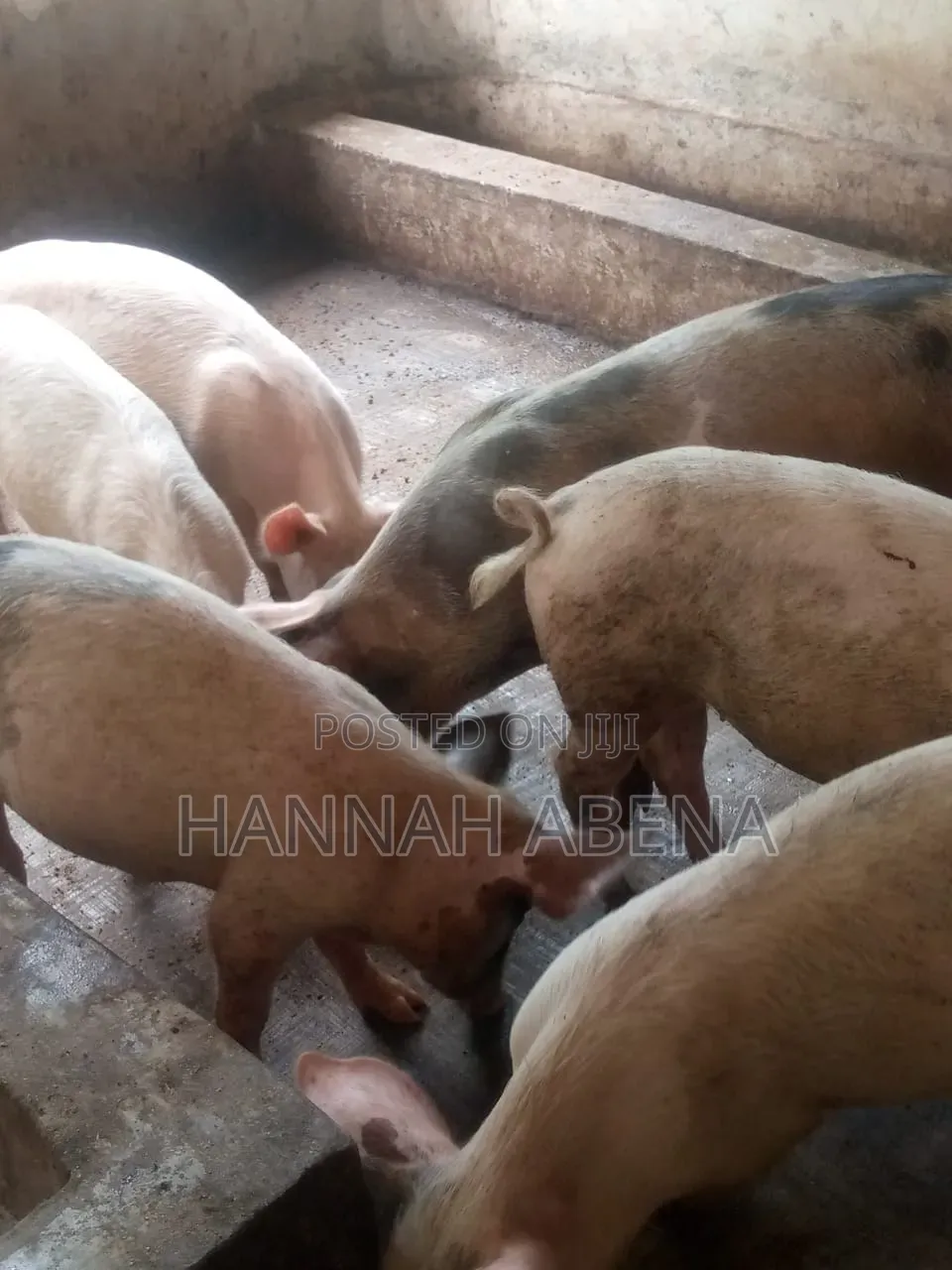 Farm Land With Pigs