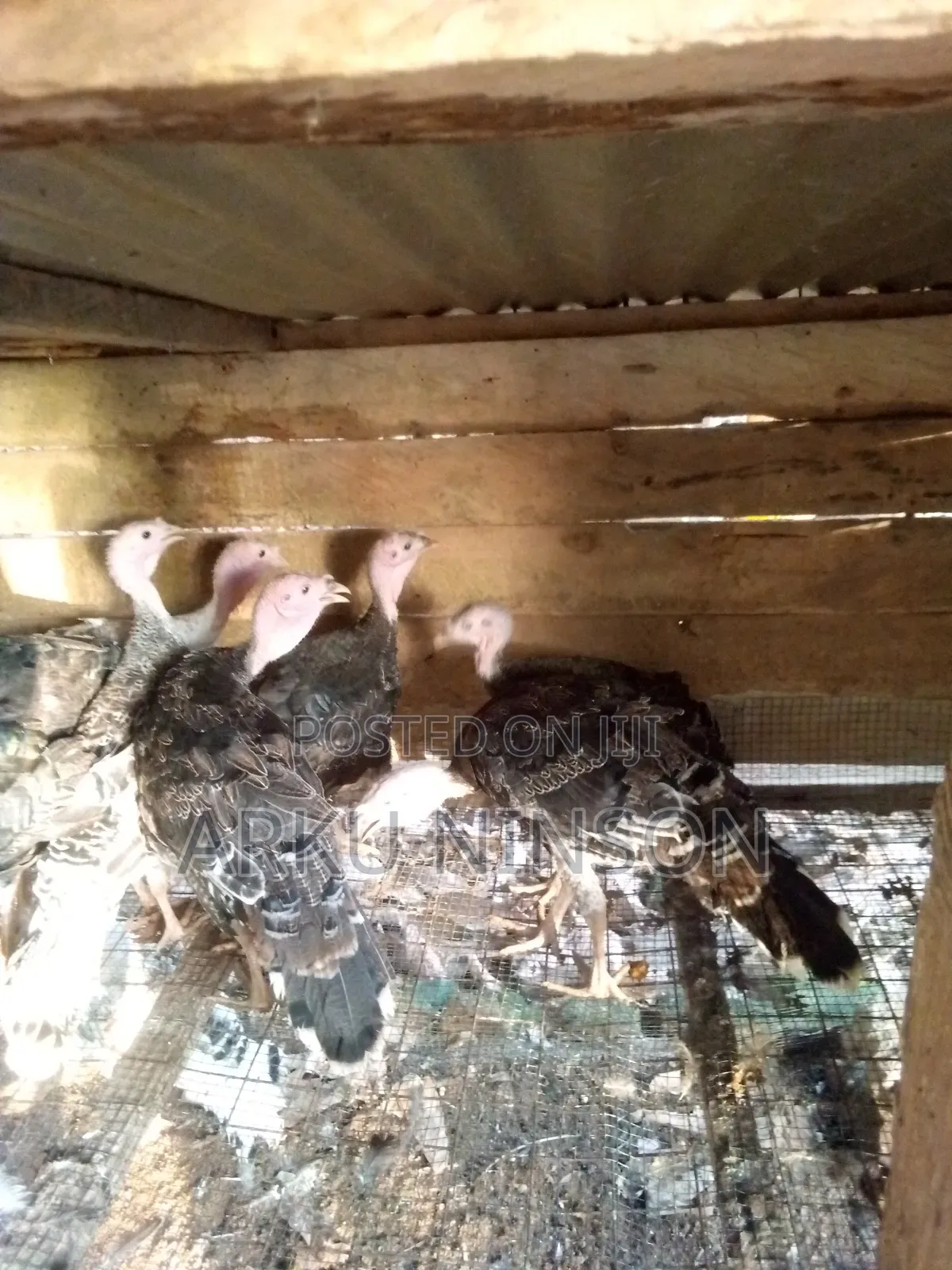 12 Weeks Hybrid Turkey for Sale