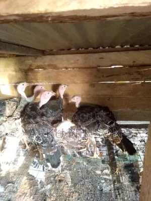 12 Weeks Hybrid Turkey for Sale
