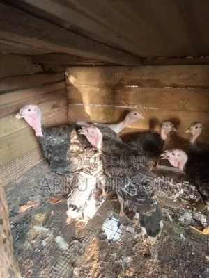 12 Weeks Hybrid Turkey for Sale