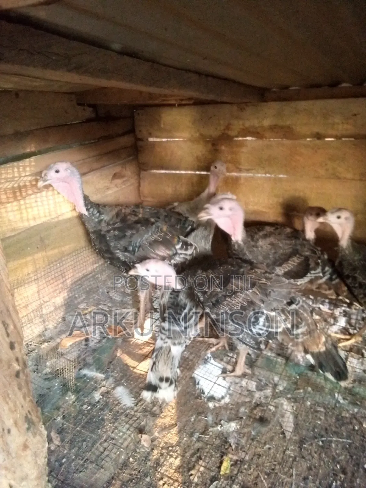 12 Weeks Hybrid Turkey for Sale