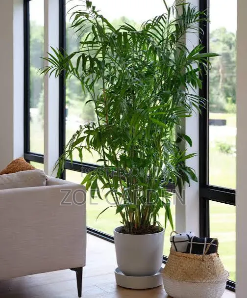 Bamboo Shrubs