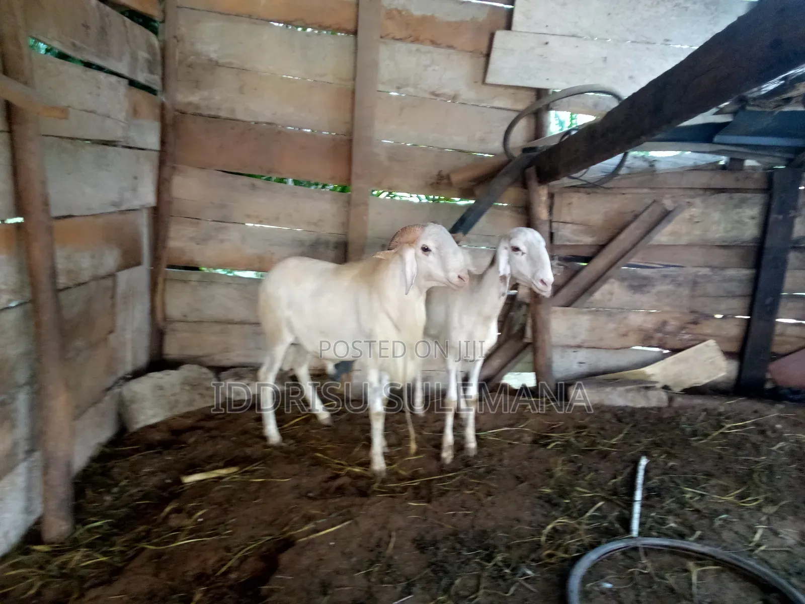 Livestock for Sale