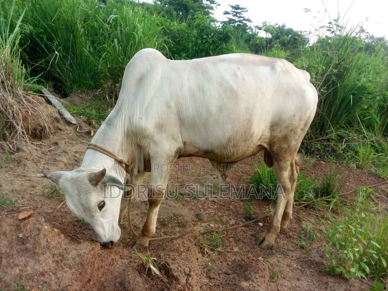 Livestock for Sale
