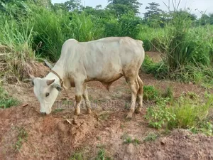 Livestock for Sale