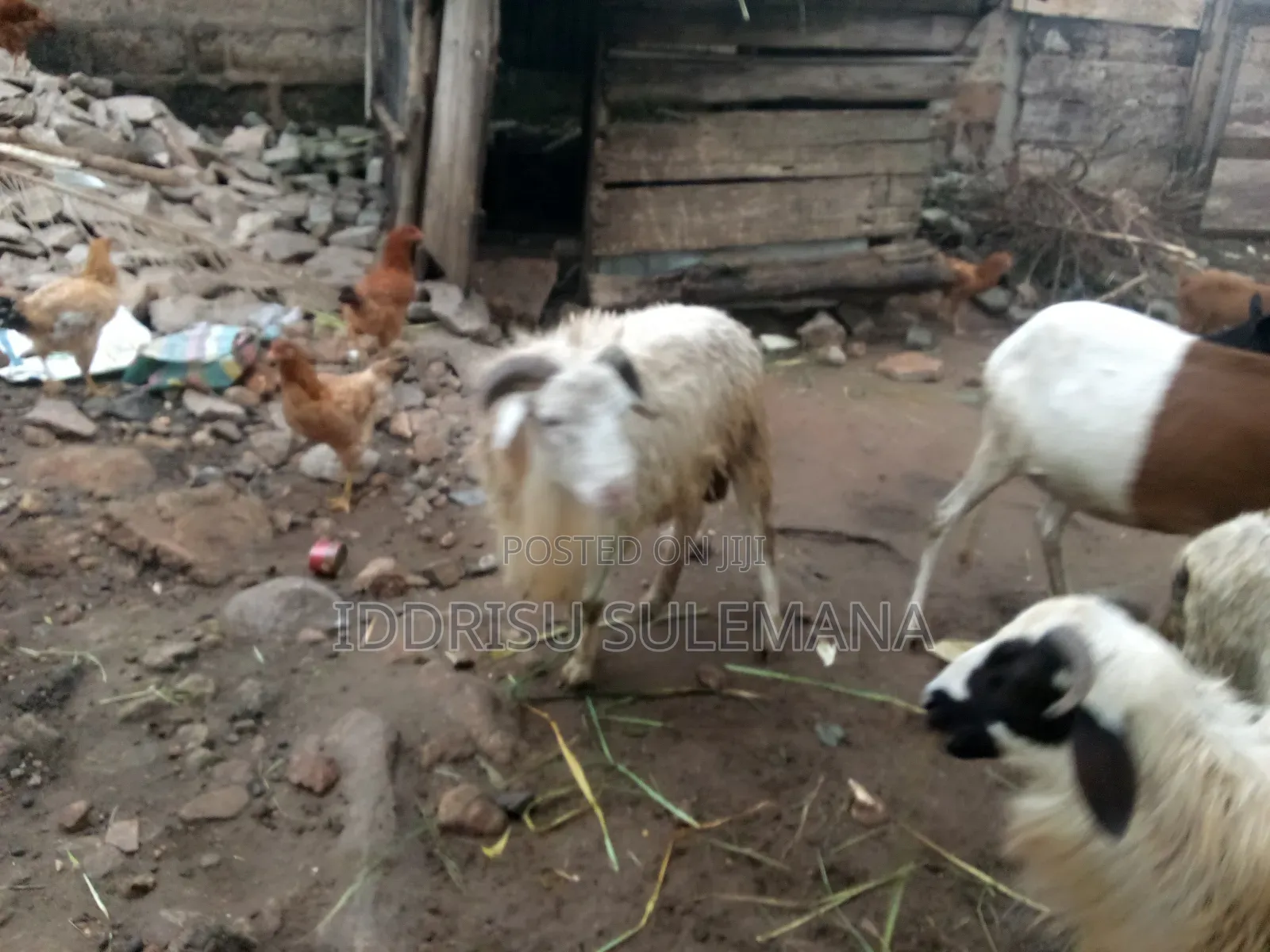 Livestock for Sale