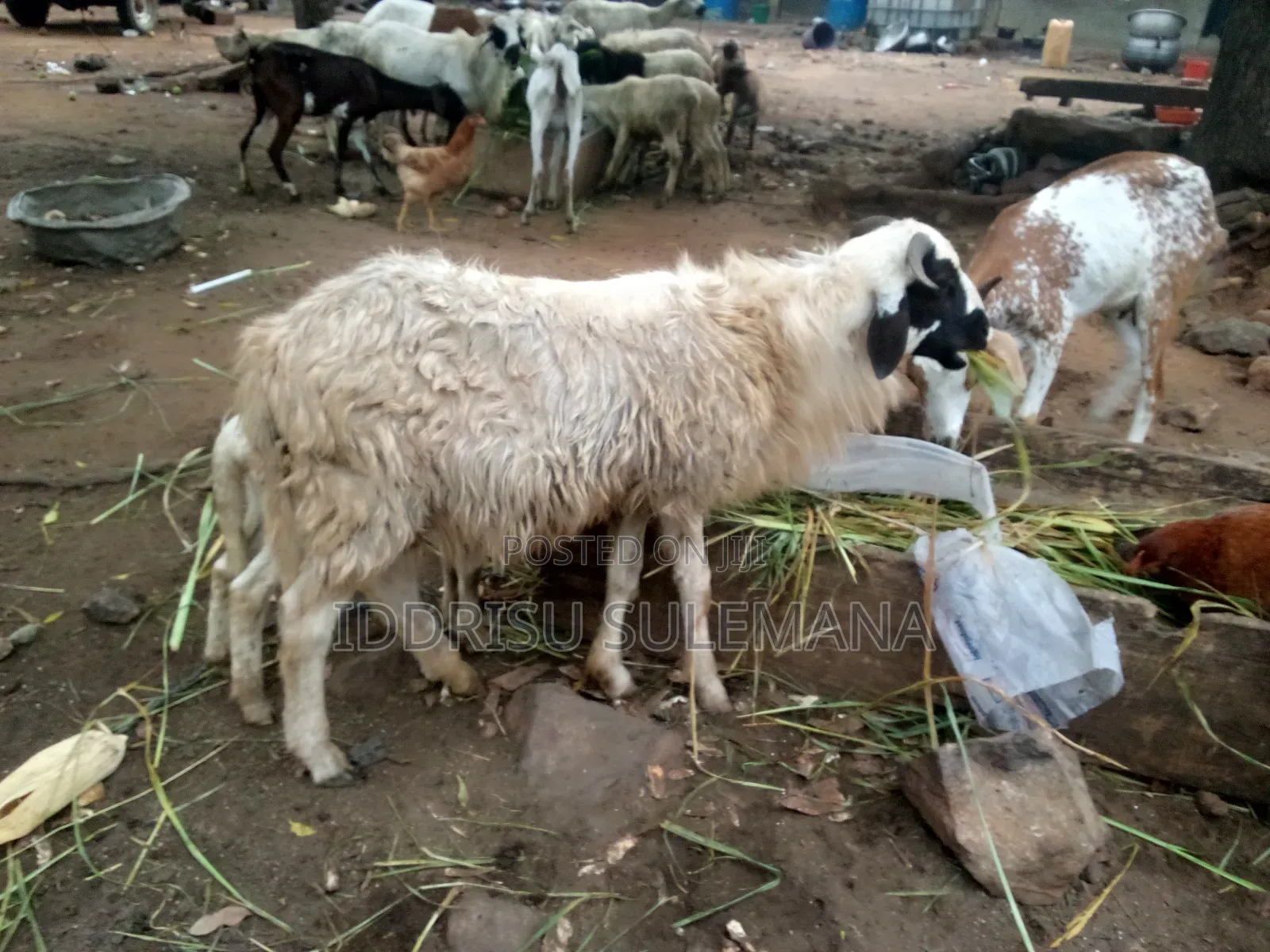Livestock for Sale