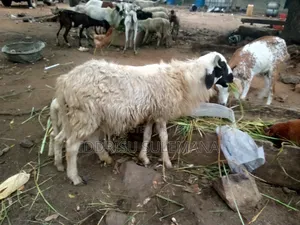 Livestock for Sale