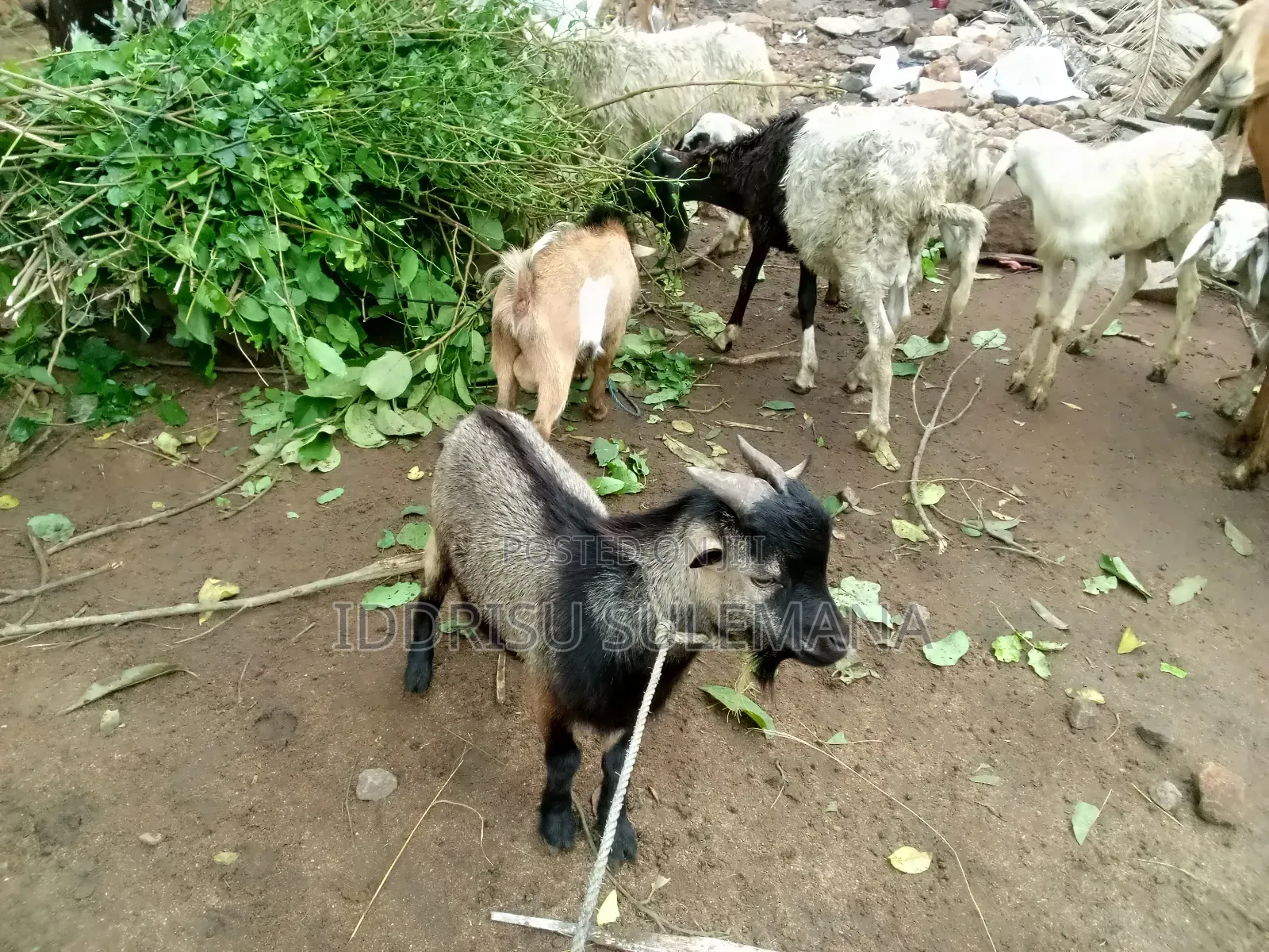 Livestock for Sale