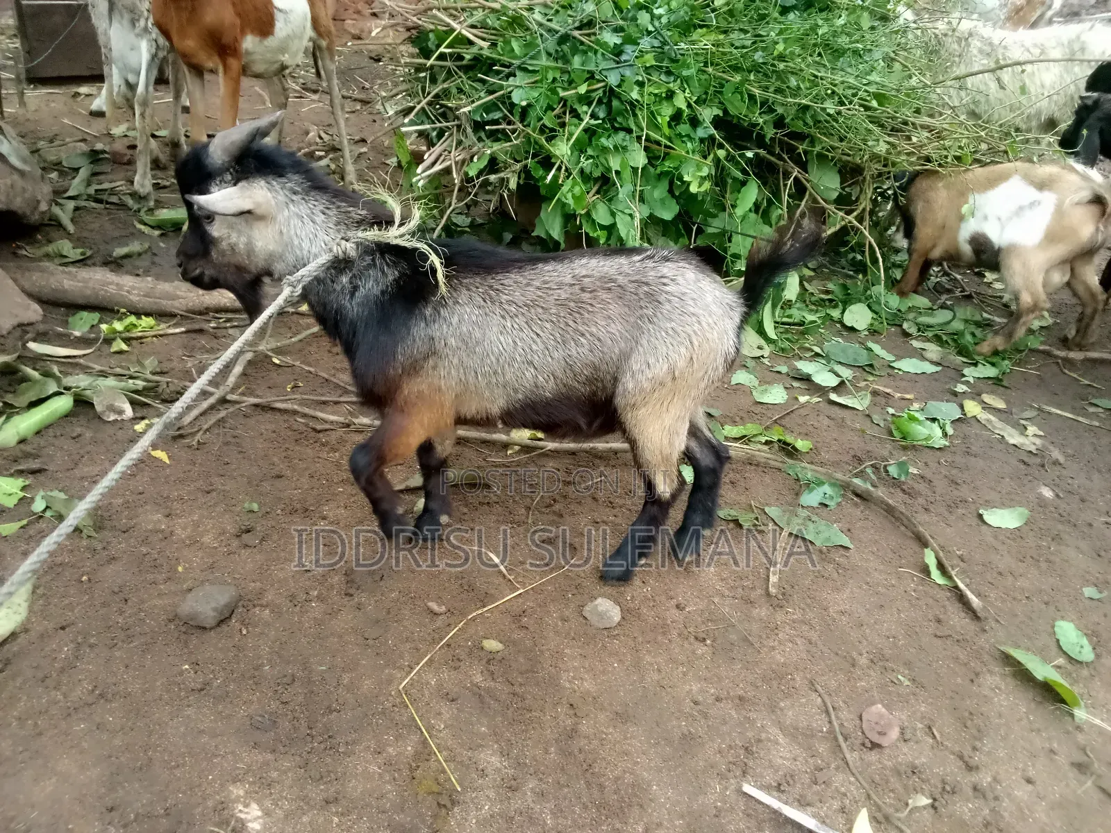 Livestock for Sale