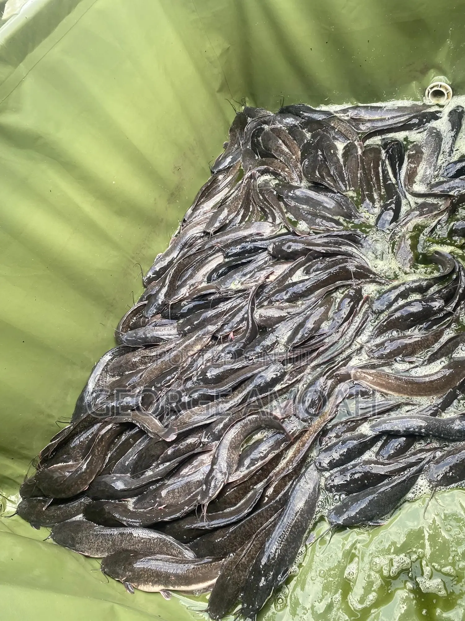 Fresh Catfish