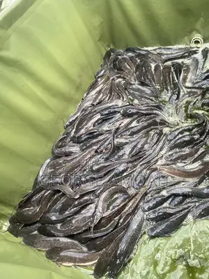Fresh Catfish