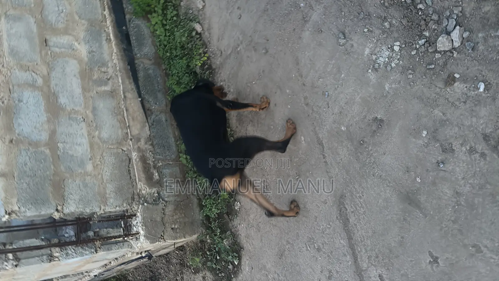 3-6 months Male Purebred Doberman Pinscher