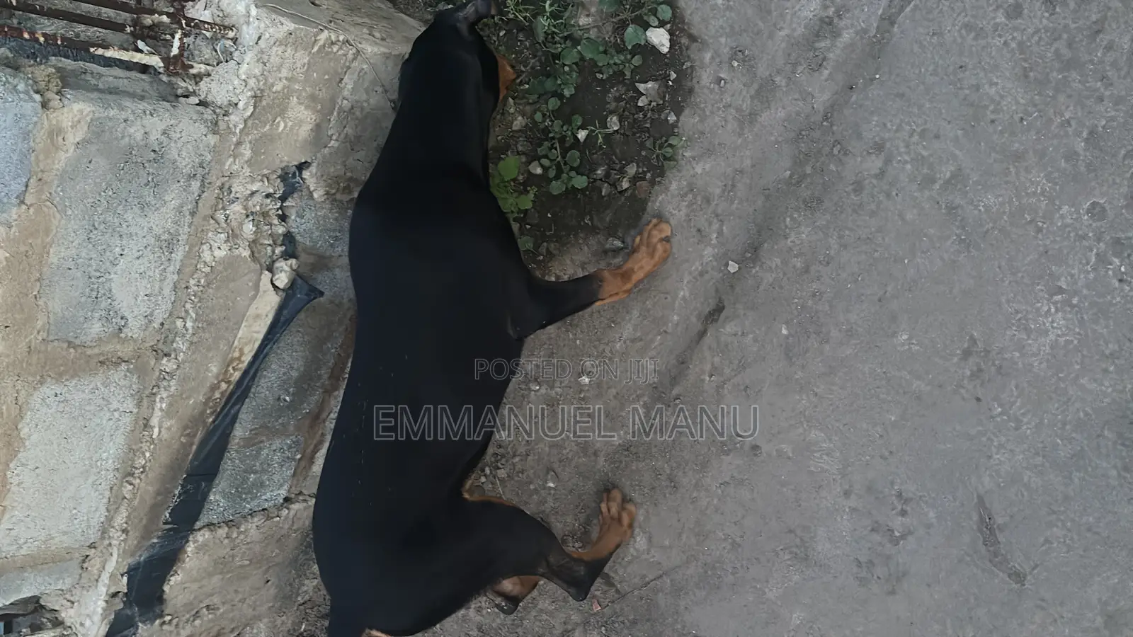 3-6 months Male Purebred Doberman Pinscher