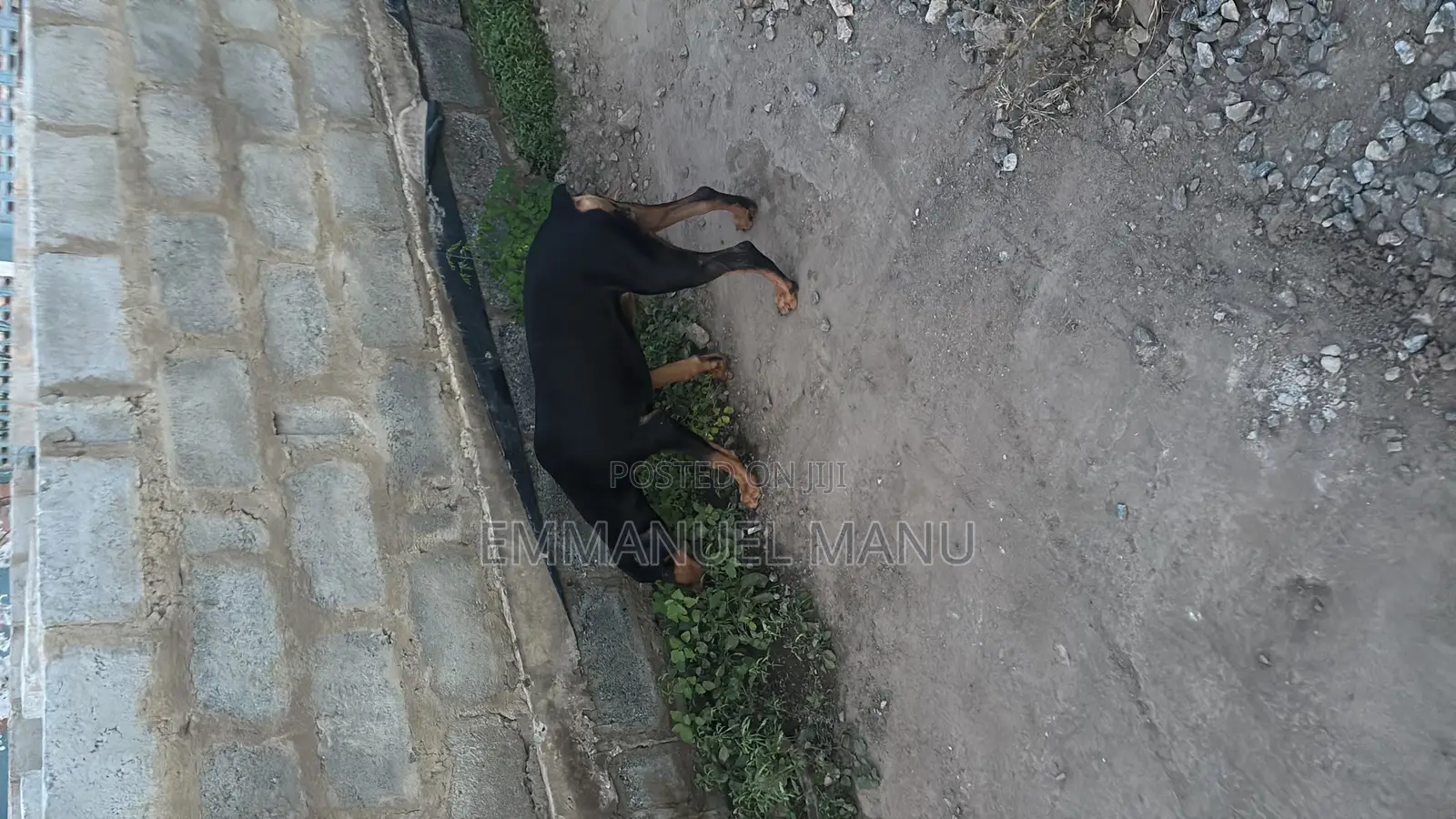 3-6 months Male Purebred Doberman Pinscher