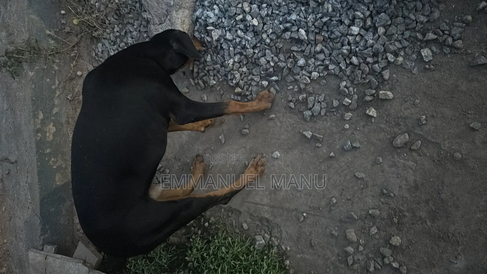 3-6 months Male Purebred Doberman Pinscher