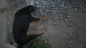 3-6 months Male Purebred Doberman Pinscher