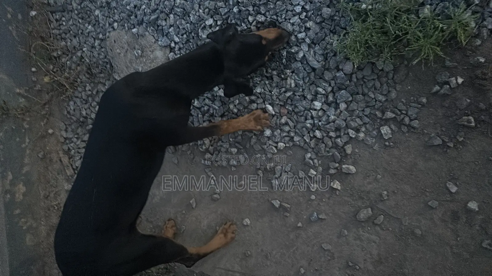 3-6 months Male Purebred Doberman Pinscher