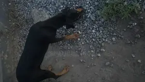 3-6 months Male Purebred Doberman Pinscher